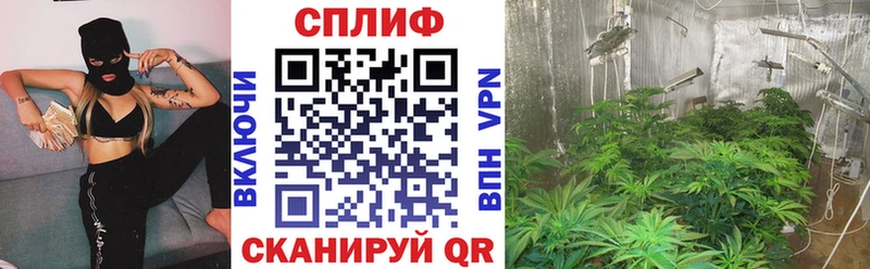 даркнет телеграм  Зубцов  Каннабис гибрид 
